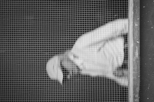 Carhartt WIP vs vintage Carhartt, mis on vahe ja kumba valida?